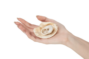 the female hand holds sea shells is isolated on a white background