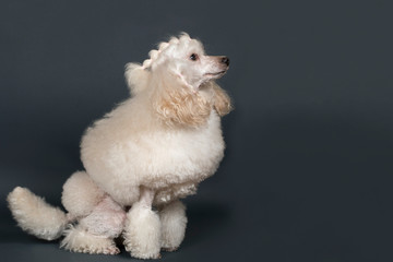 Beautiful white poodle