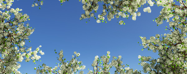 blossoming almond tree