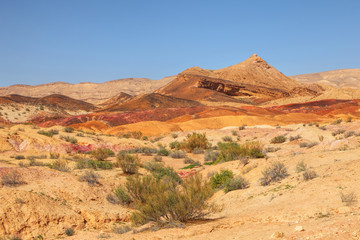 Colorful Sands Park (Yeruham). Flowering bush in valley. National geological park HaMakhtesh HaGadol. Big Crater - geological erosional land form with steep rock walls. Negev desert. Israel