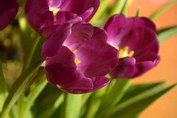 spring tulips purple colored close-up, group purple tulips springtime background
