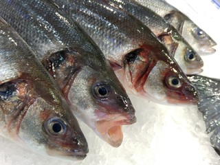 Frischer Wolfsbarsch auf Eis bei einem Fischhändler in der Markthalle von Santiago de Compostela