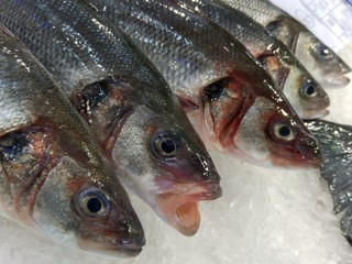Frischer Wolfsbarsch auf Eis bei einem Fischhändler in der Markthalle von Santiago de Compostela