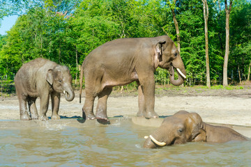 Young Asian elephant bulls in a foresty enclosure