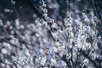 白梅の花　クローズアップ
