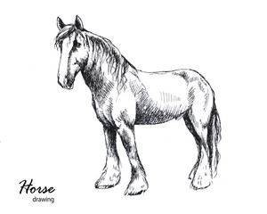 Hand drawn male farm horse graphic sketch - 328706100