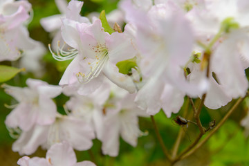 Rododendron