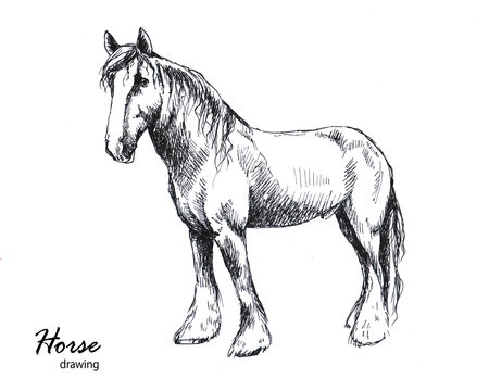 Hand drawn male farm horse graphic sketch