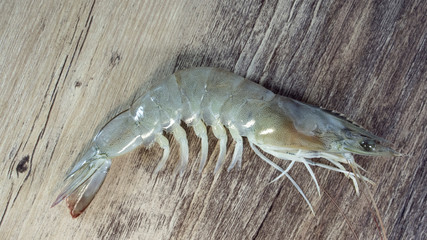 one shrimp 