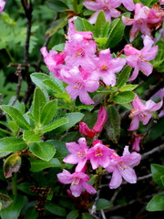 Bewimperte Alpenrose, Rhododendron hirsutum