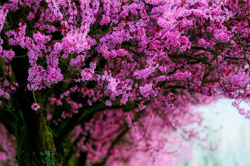 decorative plum blossoms in spring