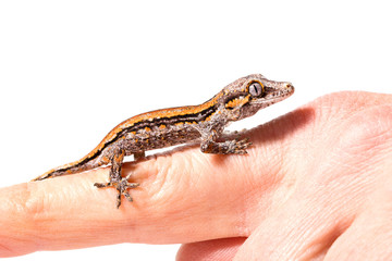 Gargoyle gecko isolated on white background