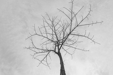 Fototapeta na wymiar Black and white trees and branches on a white background