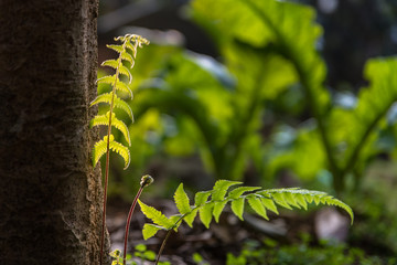 Leaves and flowers in the sun