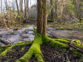 landscape with small and wild river