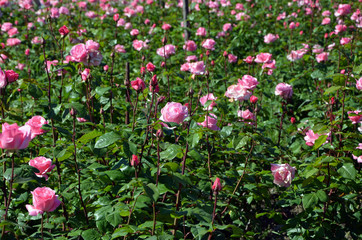 beautiful flowers many pink roses in the garden 