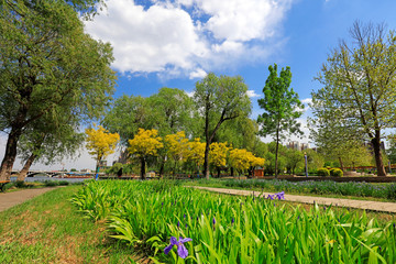 green landscape in the park