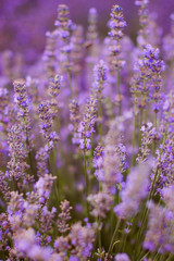 Field of purple lavender