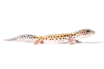 Leopard gecko isolated on a white background