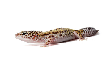 Naklejka premium Leopard gecko isolated on a white background