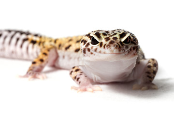 Leopard gecko isolated on a white background