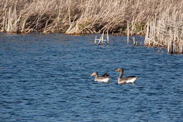 a pair of grey geese swimming on a blue lake in spring