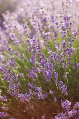 Fototapeta premium Field of purple lavender.