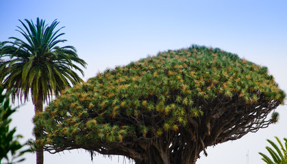 Palm tree babassu with green leaves against the sky