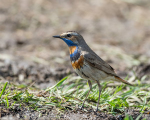 The bluethroat (Luscinia svecica) is a small passerine bird that was formerly classed as a member of the thrush family Turdidae. 