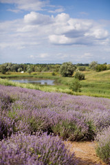 Fototapeta premium Field of purple lavender.