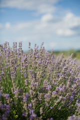 Fototapeta premium Pole fioletowej lawendy.