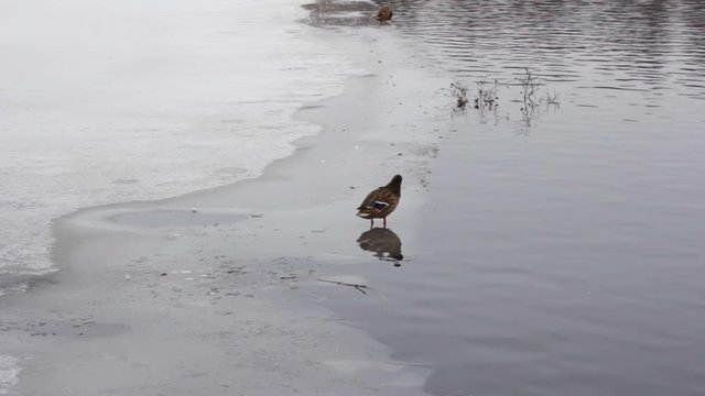 duck is going to swim in the winter in the ice wildlife