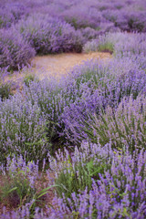 Plakat Field of purple lavender.