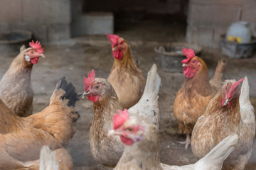 A flock of feeding hens