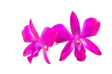Obraz premium Różowa orchidea na białym tle