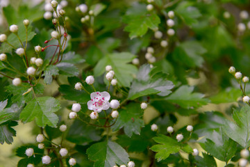 Rododendron