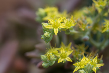 Lovely succulent plant in botanical garden