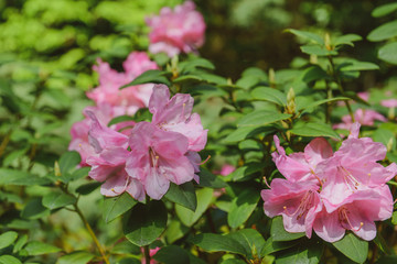 Fototapeta premium Rododendron