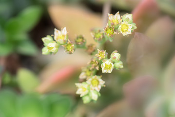 Close up of succulent plants in the park