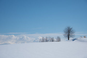 美瑛冬の丘