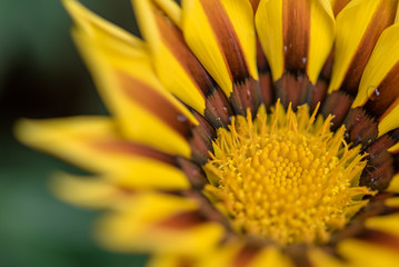 The rose flowers in the nursery 