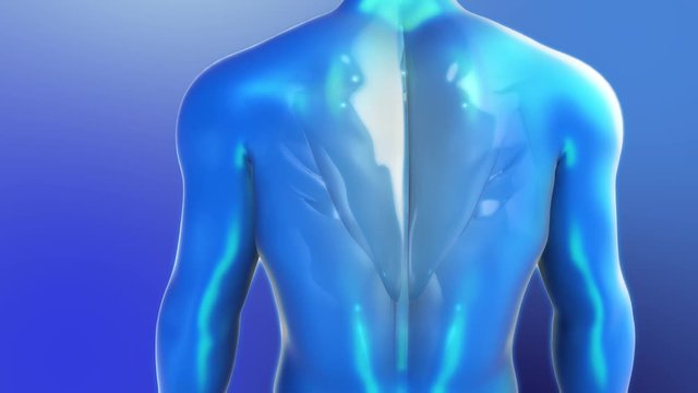 3D Anatomy of Human. Loop Back and Torso Muscles Animation in a Blue Style.