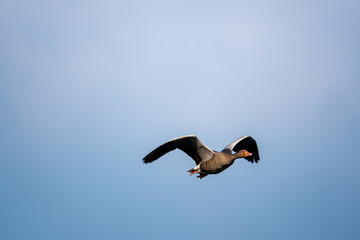 greylag goose flies at low altitude over a small pond in spring