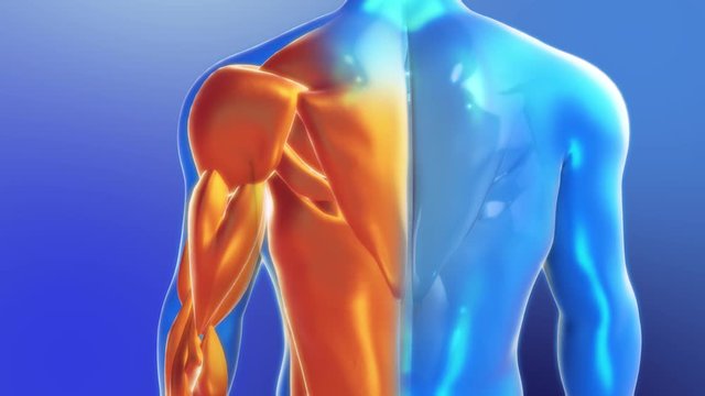 3D Anatomy of Human Muscles. Human Loop Rotation Animation in a Blue Style.