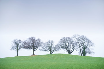 Winter tree row on hill under storm sky on horizon UK