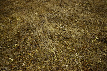  beautiful field grass in a winter cloudy evening