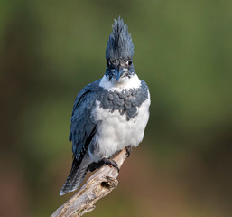 Belted Kingfisher