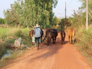 Rural people who raise cows are supplementary occupations after finishing rice cultivation.