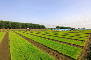 Rice seedling bed