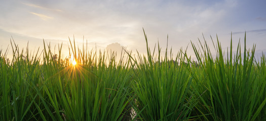 rice field grass and blue sky